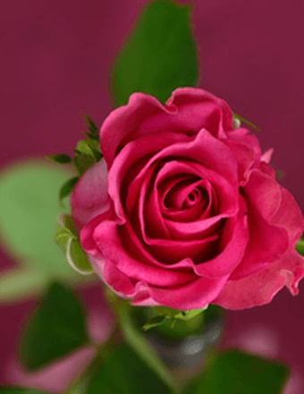 Rose Marie Agnes (Berzinski) Houck Obituary